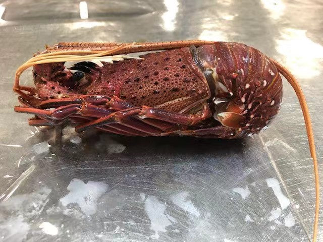 Evimota Australia-oriented Seafood selling via Douyin(also known for Tiktok)