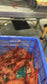 Evimota Australia-oriented Seafood selling via Douyin(also known for Tiktok)