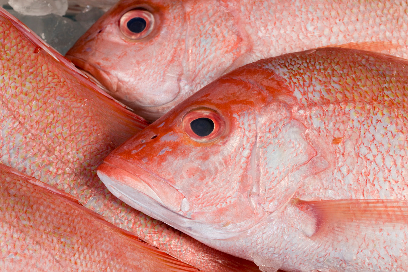 Evimota Australia-oriented Seafood selling via Douyin(also known for Tiktok)