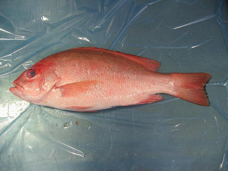 Evimota Australia-oriented Seafood selling via Douyin(also known for Tiktok)
